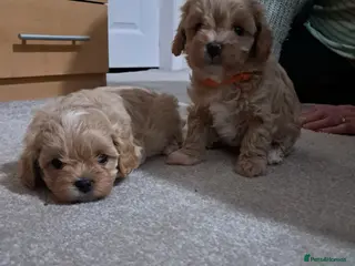 Maltipoo dogs Beautiful Maltipoo Pups - Advert 3
