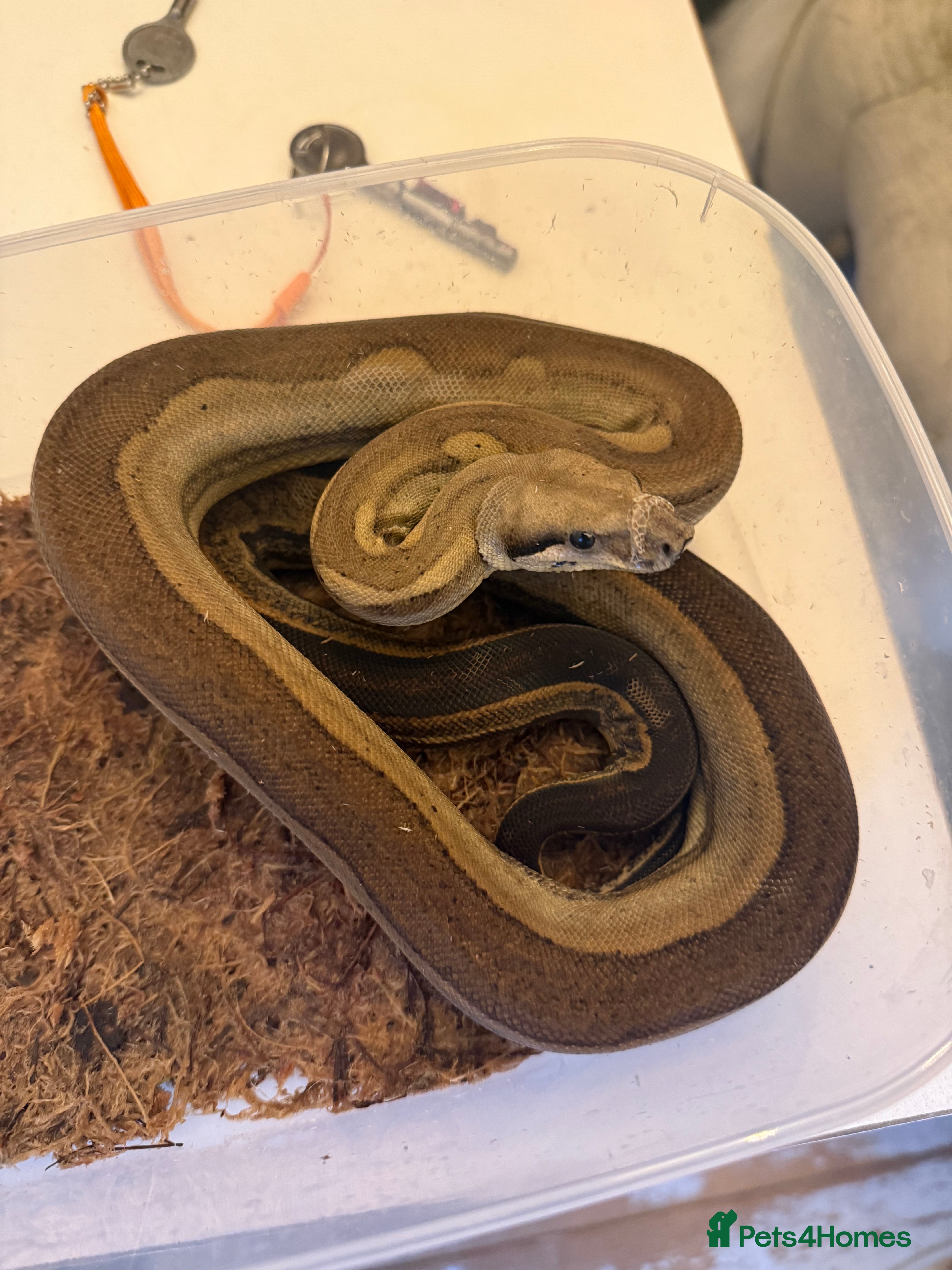 Boa Snake reptiles Amazing boas for sale - Advert 8