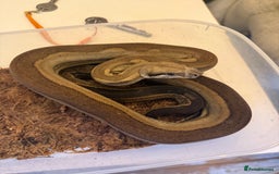 Boa Snake reptiles for sale: Amazing boas for sale - Image 4