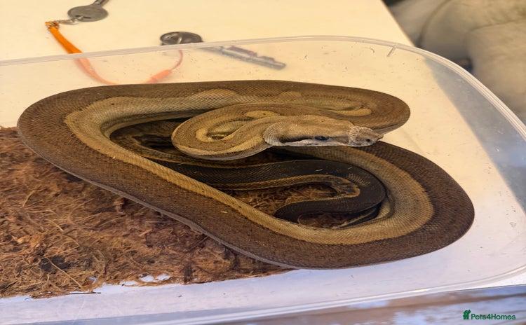 Boa Snake reptiles - Advert 10