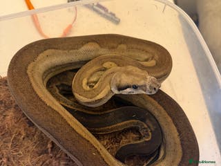 Boa Snake reptiles Amazing boas for sale - Advert 3