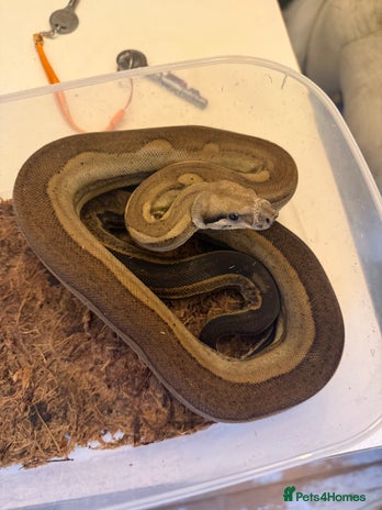 Boa Snake reptiles - Advert 1