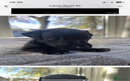 Mixed Breed dogs for sale: Woorier WhippetXTerrier  - Advert 7