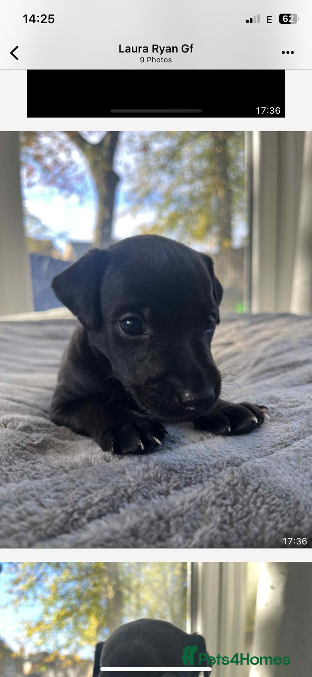 Mixed Breed dogs for sale: Woorier WhippetXTerrier  - Advert 7