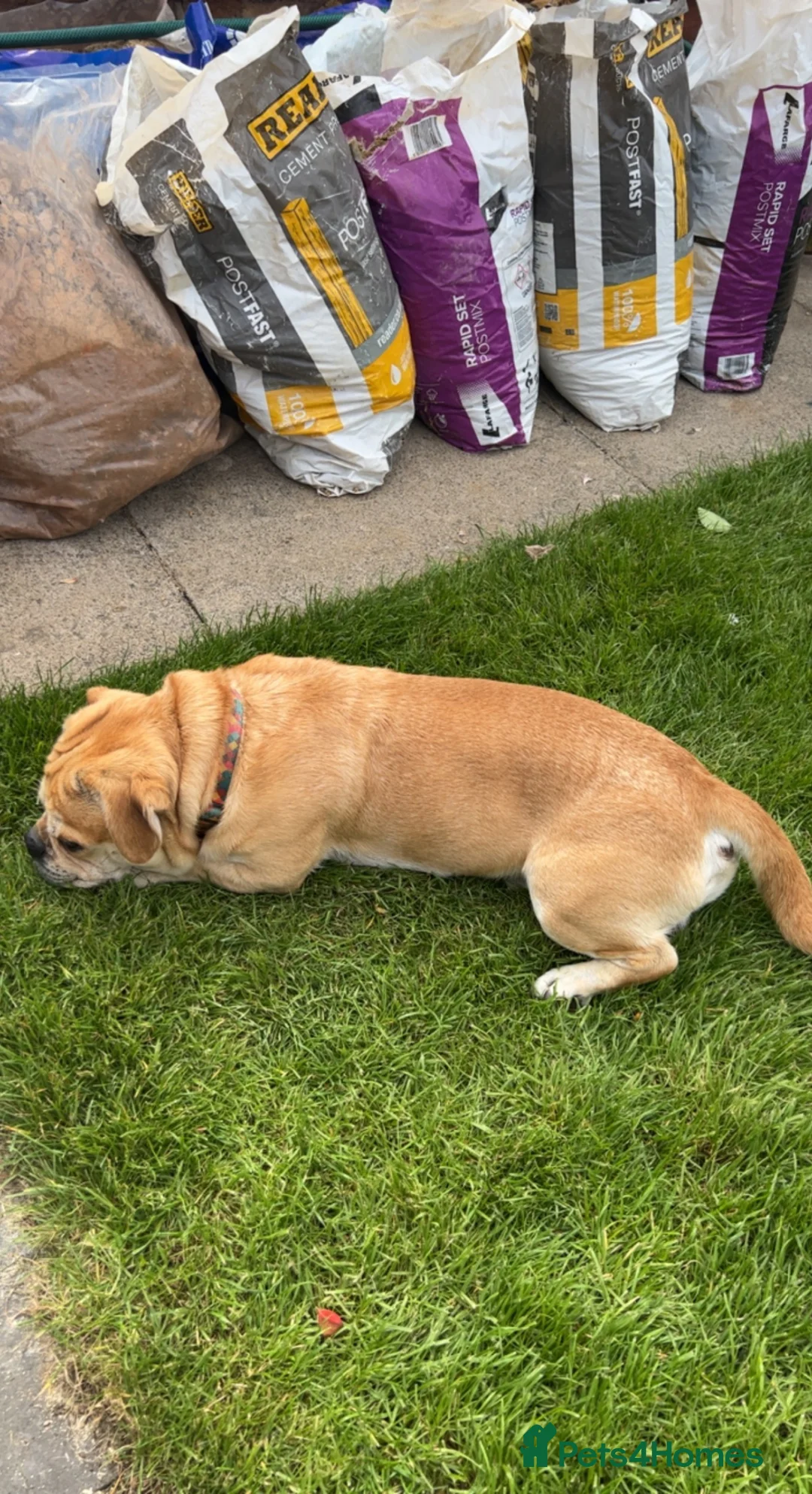 Mixed Breed dogs for sale: Pug cross looking for home - Advert 2