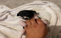 Whippet dogs for sale: 6 stunning whippet puppies  - Image 23