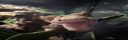Gecko reptiles for sale: proven male harlequin crestie in Lincoln - Advert 2