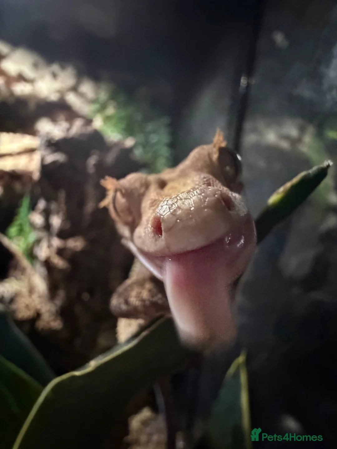 Gecko reptiles for sale: proven male harlequin crestie in Lincoln - Advert 2