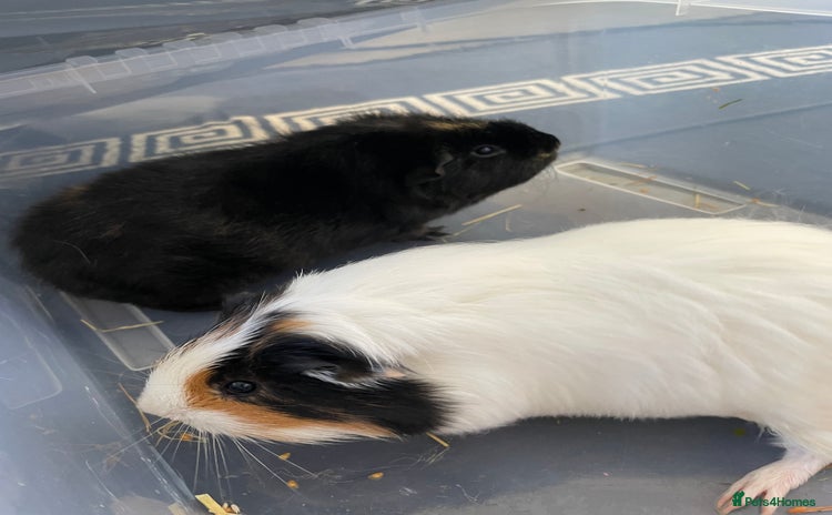 Guinea Pig rodents - Advert 1