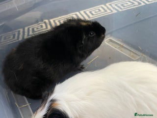 Guinea Pig rodents - Advert 27