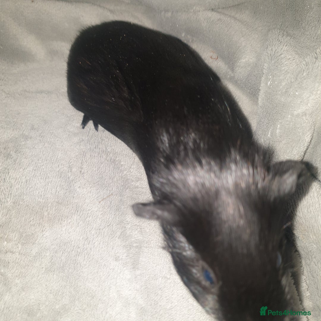 Guinea Pig rodents for sale: Baby guinea pigs - Image 10