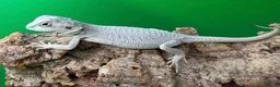 Bearded Dragon reptiles for sale: Zero bearded dragons and others  - Advert 12
