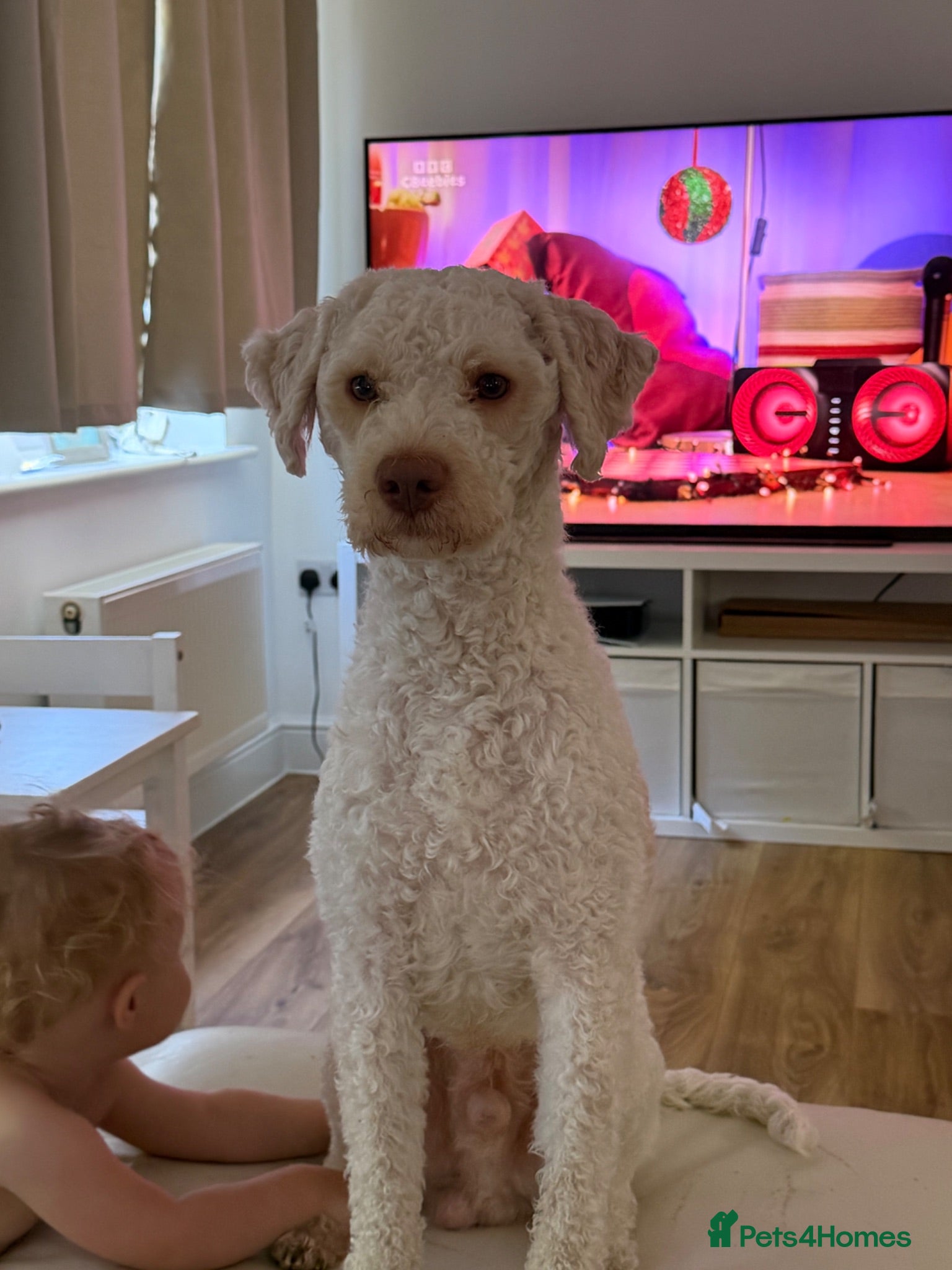 Lagotto Romagnolo dogs Riley  - Advert 18