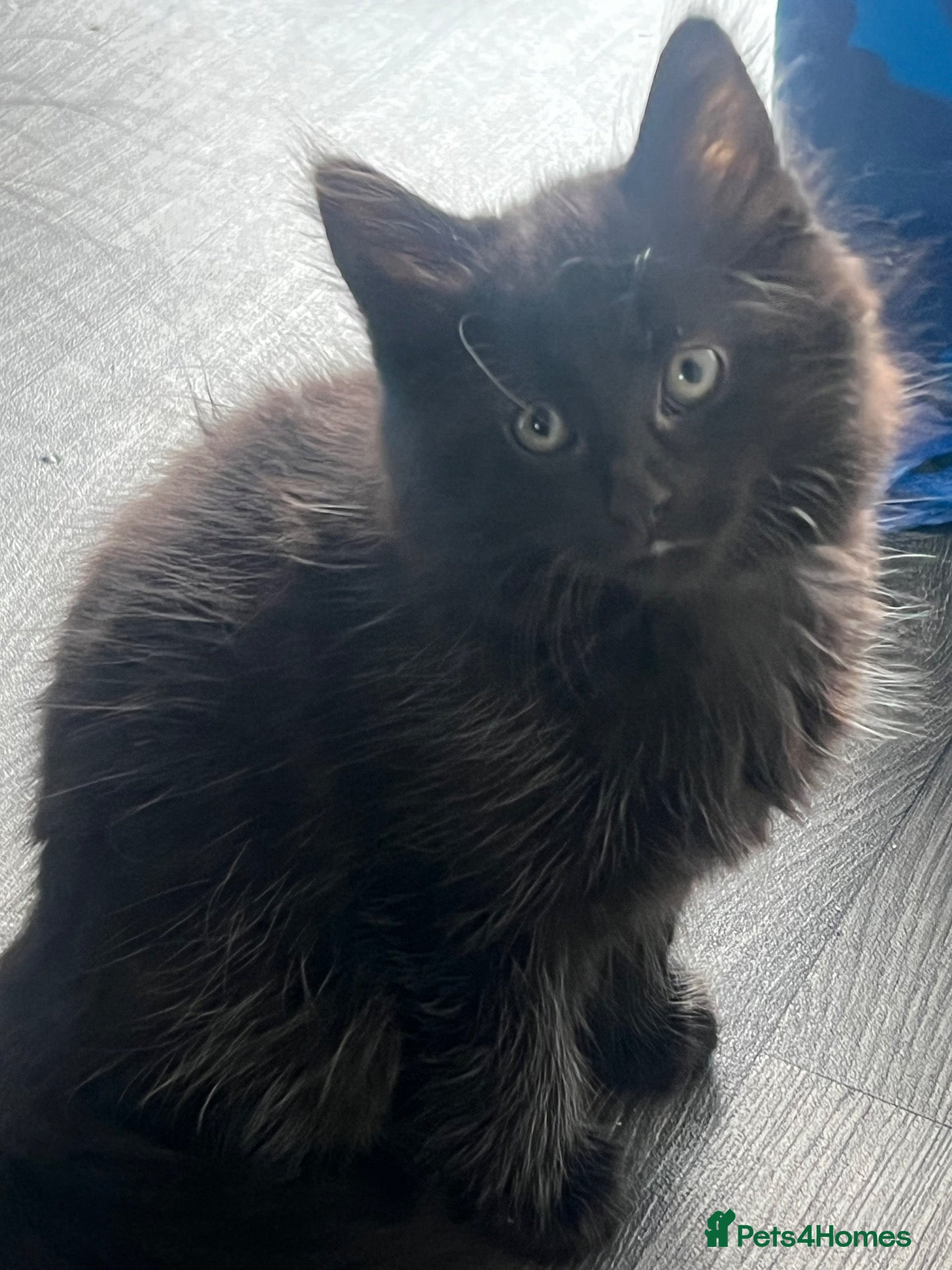 Mixed Breed cats 🐾 Lovely Kittens Looking for a Loving Home 🐾 - Advert 2