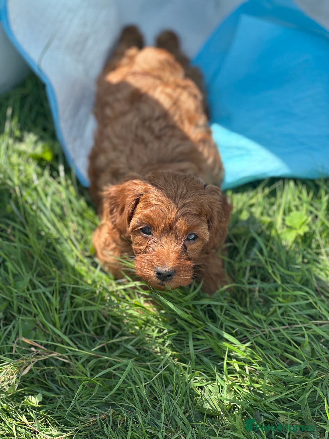 Cockapoo dogs for sale: Stunning litter of Red FIB cockapoo Girls  - Image 5