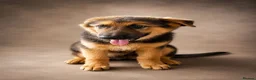German Shepherd dogs for sale: Last German Shepherd Boy from Outstanding Parents - Advert 4