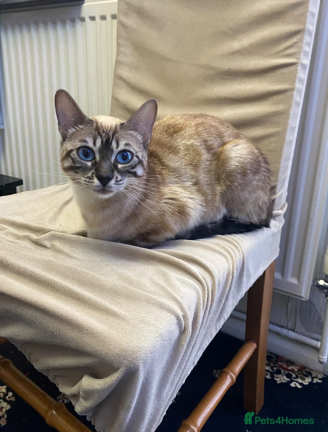 Bengal cats for sale: Snow Bengal Cat 1 years old female  in Pinner - Advert 2