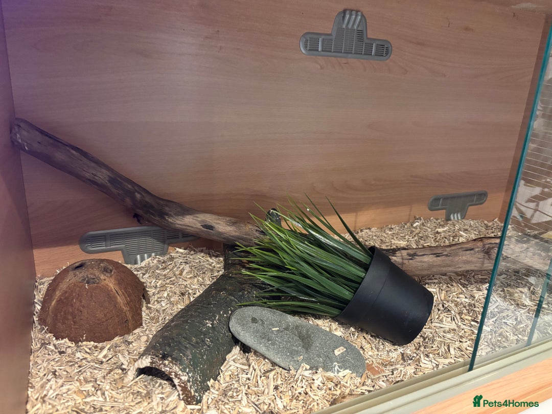 Python Snake reptiles for sale: Female ball python pied & Hognose snakes  - Advert 12