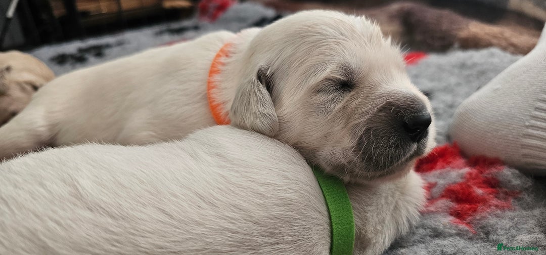 Golden Retriever dogs for sale: Golden Retriever Puppies - you will Fall in love  - Image 27