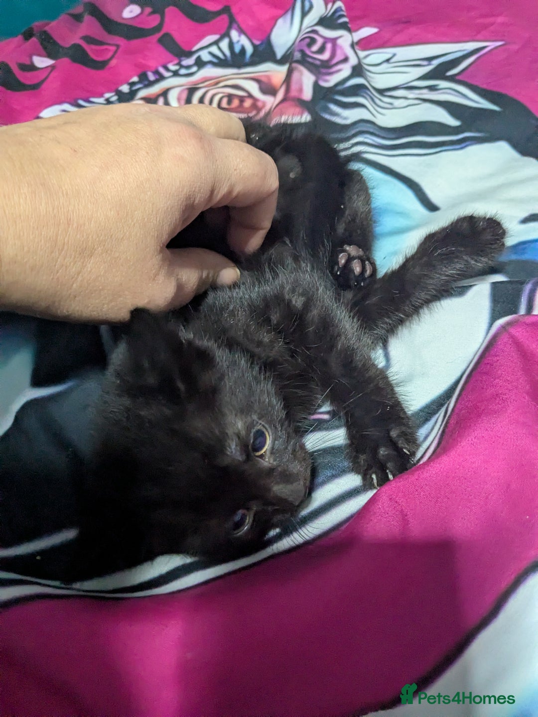 British Shorthair cats for sale: Kittens - Image 5