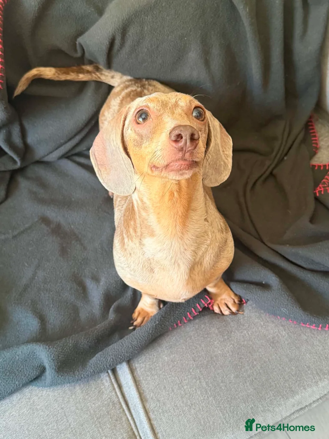 Dachshund dogs for sale: Miniature dachshund    - Advert 1