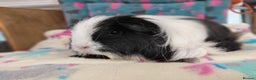 Guinea Pig rodents for sale: Baby Longhaired/ Longhaired Retired Young Adults. - Advert 20
