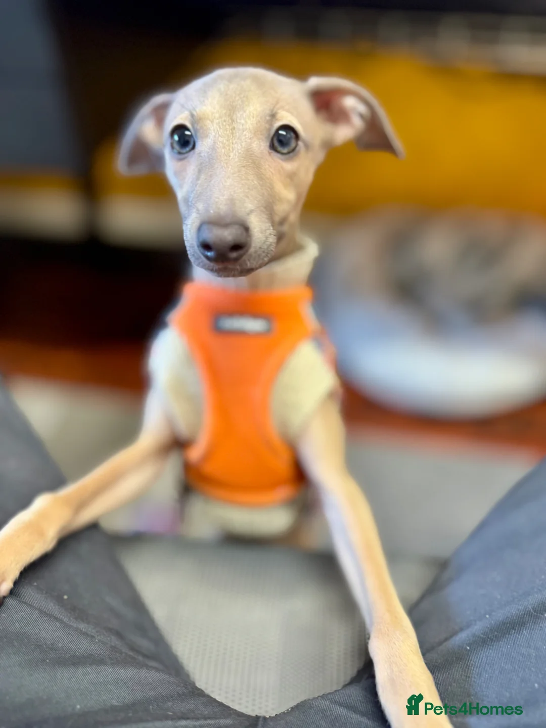 Italian Greyhound dogs for sale: Adorable 6M Old Puppy Looking for a Loving Home - Advert 2