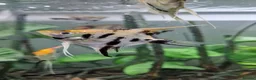 Angelfish fish for sale: Koi/Marble Angelfish - Advert 9