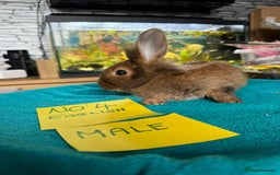 English rabbits for sale: Rabbits for sale , various sexes avaliable  - Image 8