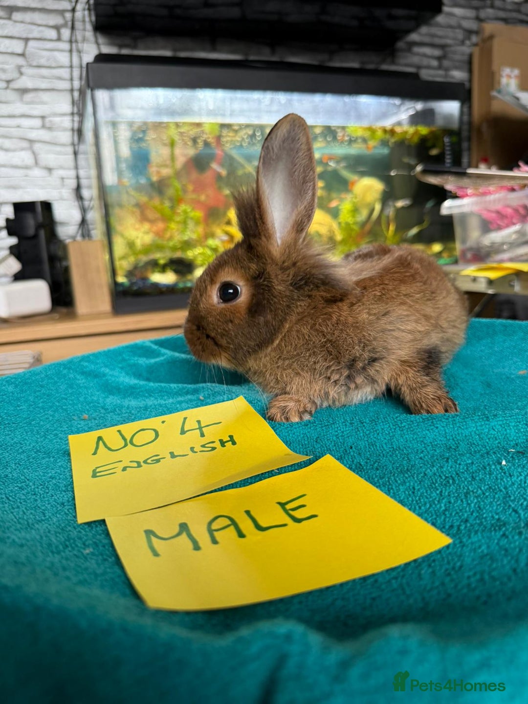 English rabbits for sale: Rabbits for sale , various sexes avaliable  - Image 8