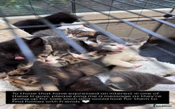 Bengal cats for sale: 12 mixed kittens - Advert 5