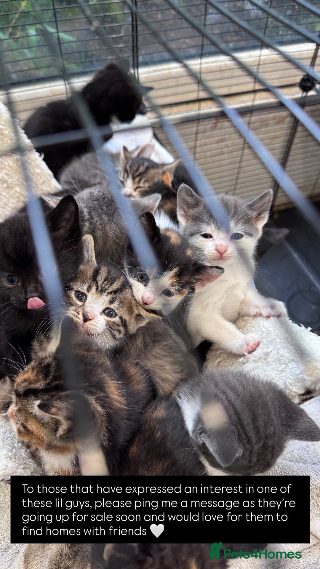 Bengal cats for sale: 12 mixed kittens - Advert 5