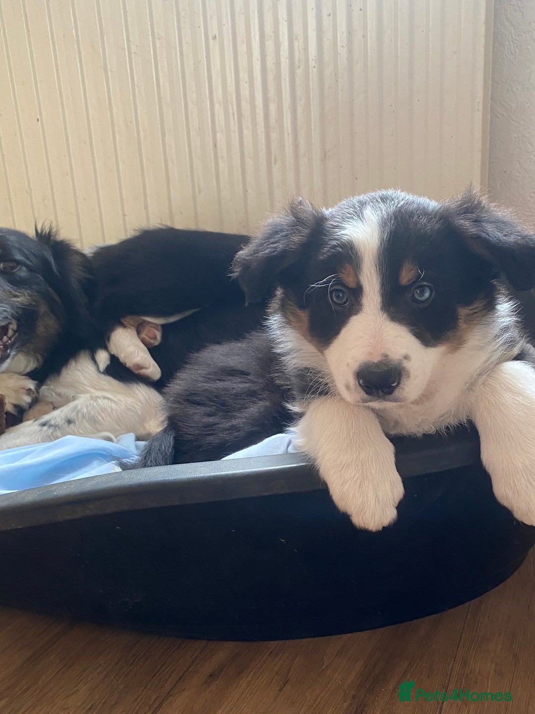 Border Collie dogs for sale: Border Collie Puppies | Health Tested Parents - Advert 13