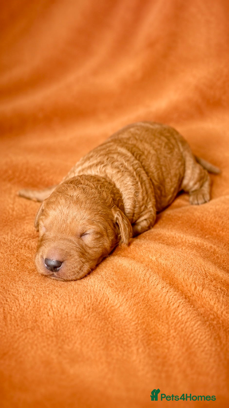Labradoodle dogs F1 Miniature Labradoodles  - Advert 2