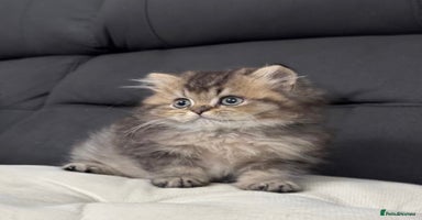 British Shorthair cats - Advert 9