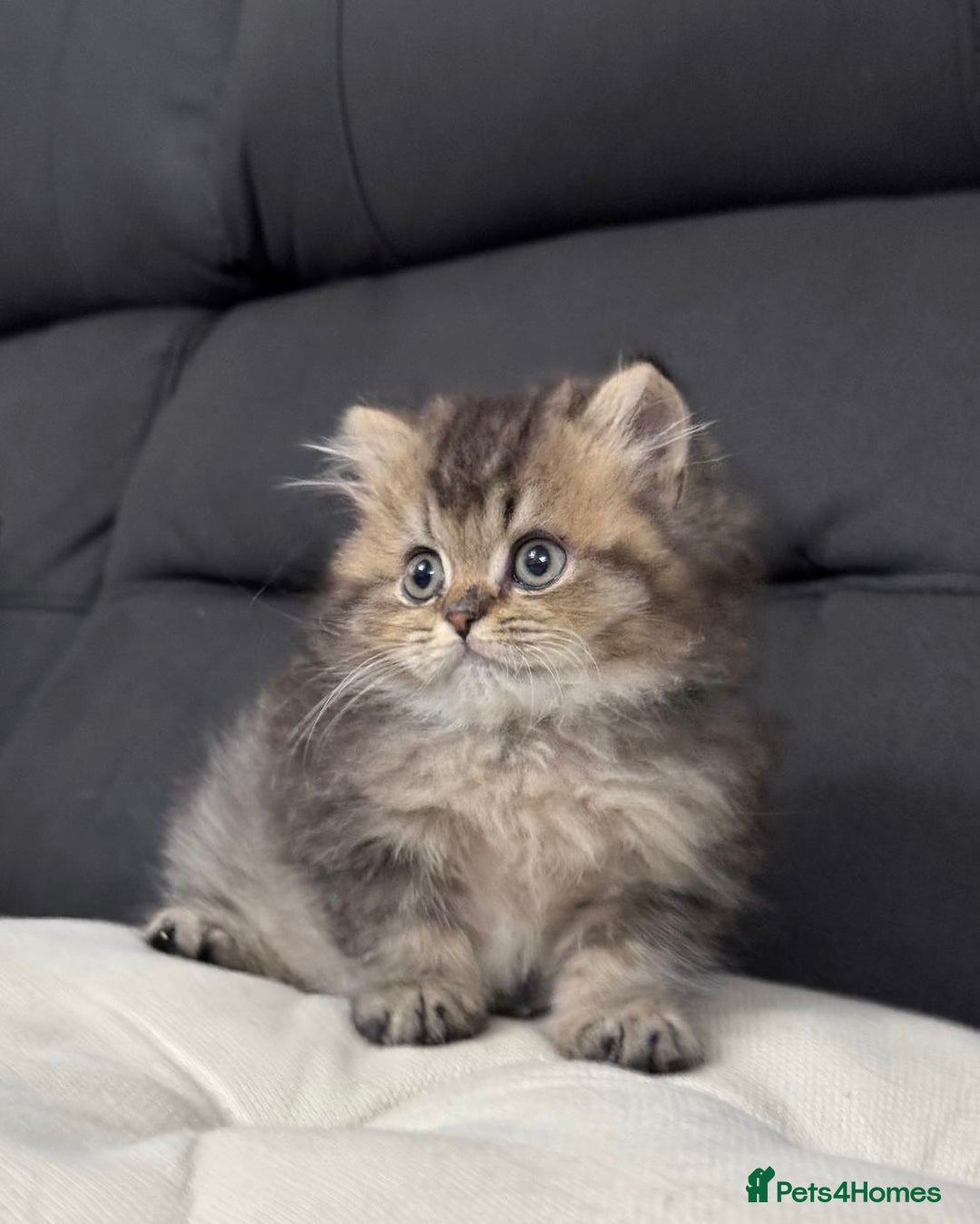 British Shorthair cats for sale: British shorthair  - Image 2