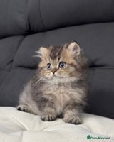 British Shorthair cats - Advert 9