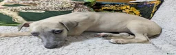 Whippet dogs for sale: Show quality KC reg pups - Advert 20