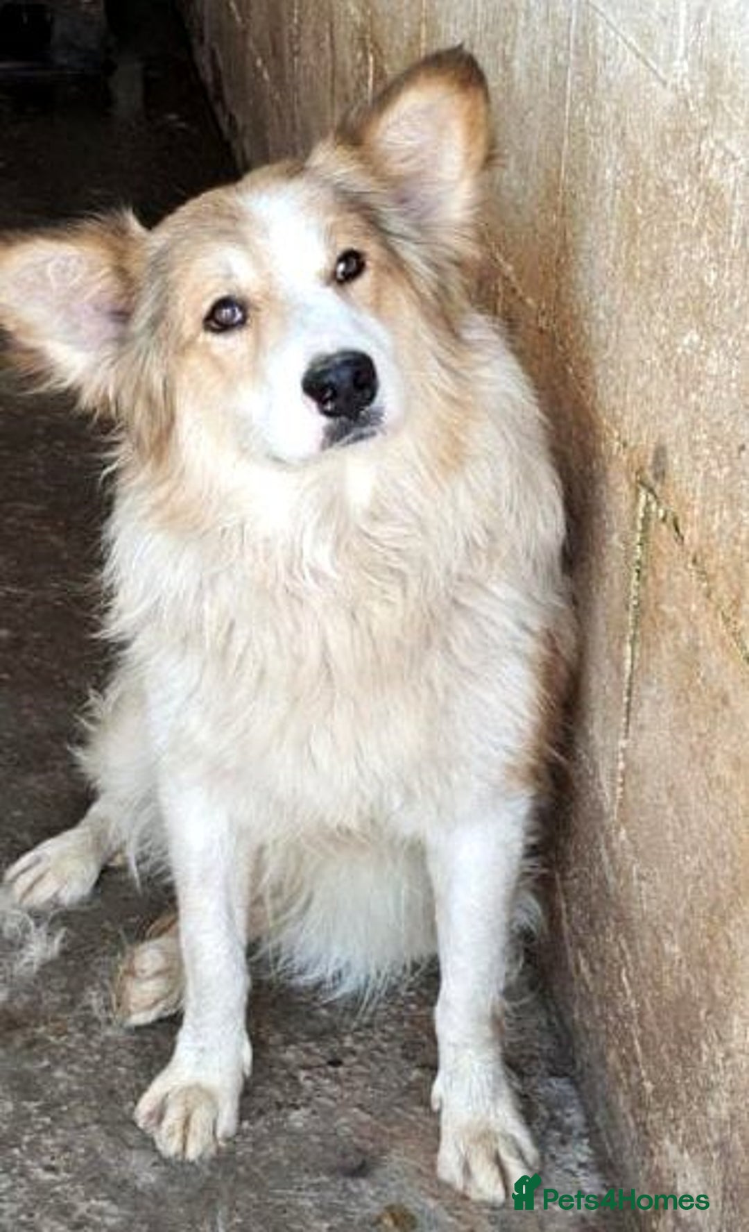 Mixed Breed dogs for adoption: 🐾 Finley-Border Collie mix with heart of gold 🐾 - Image 6