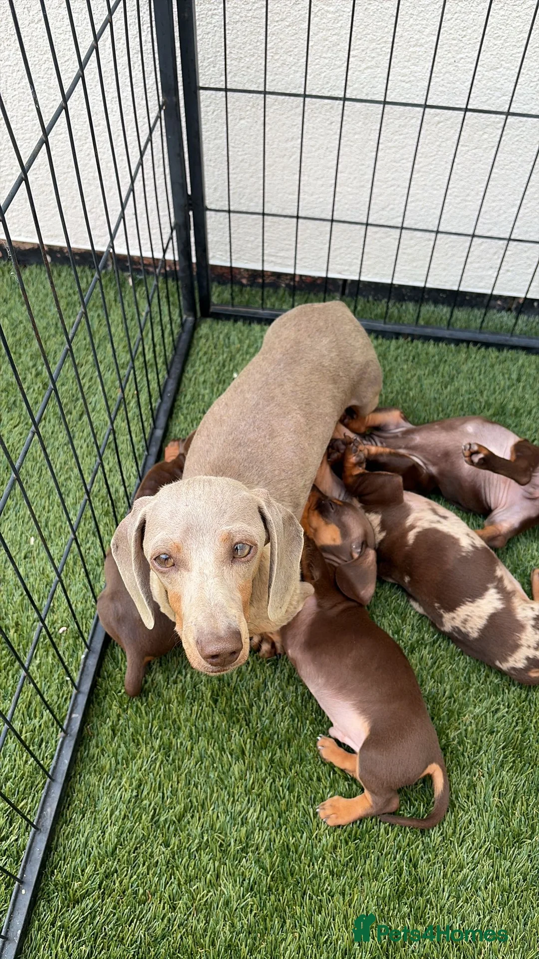 Miniature Dachshund dogs for sale: miniature dachshund - Advert 18