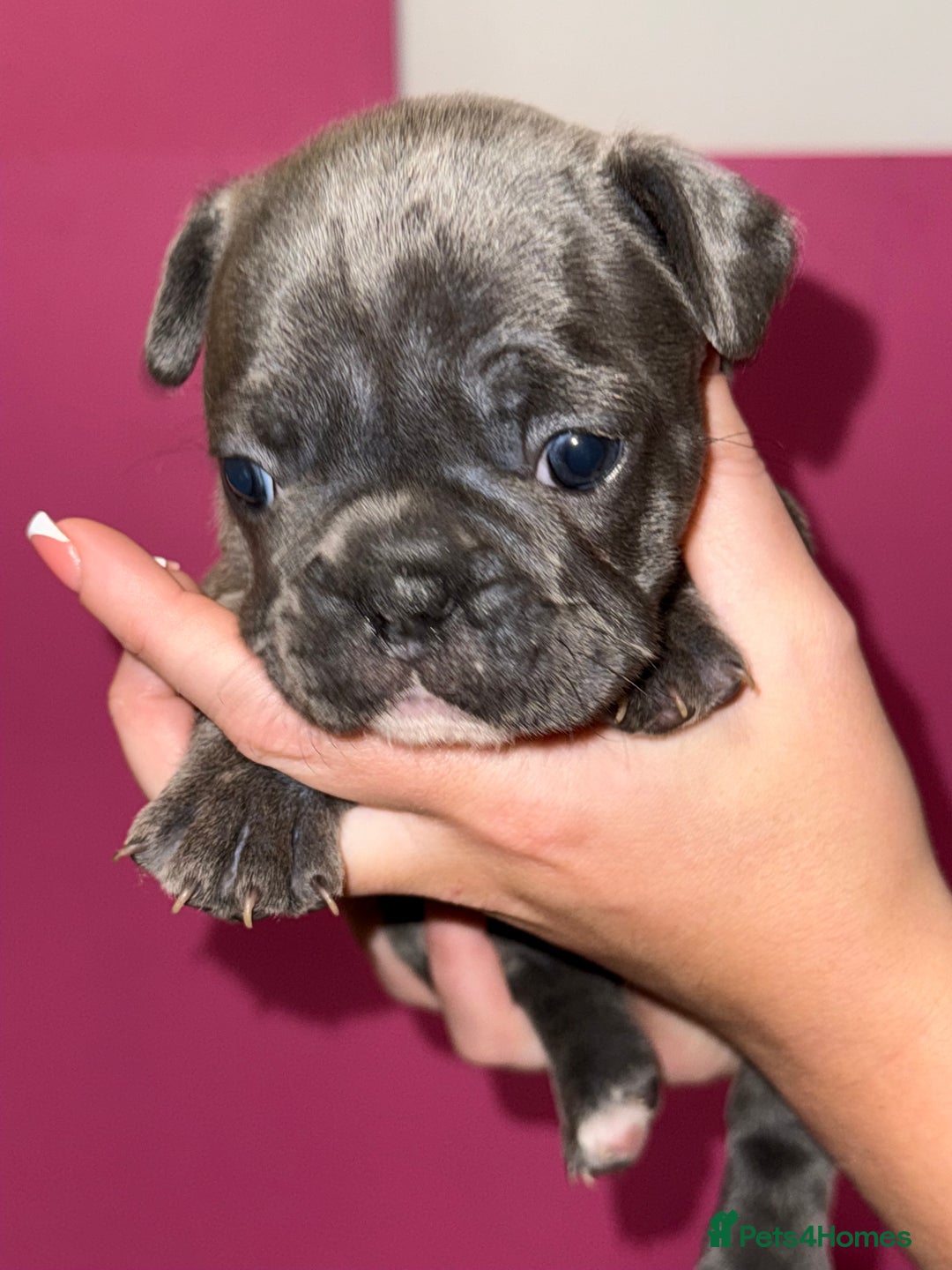 French Bulldog dogs for sale: 5 female French Bulldog –9 weeks old💙 🐾 - Advert 30