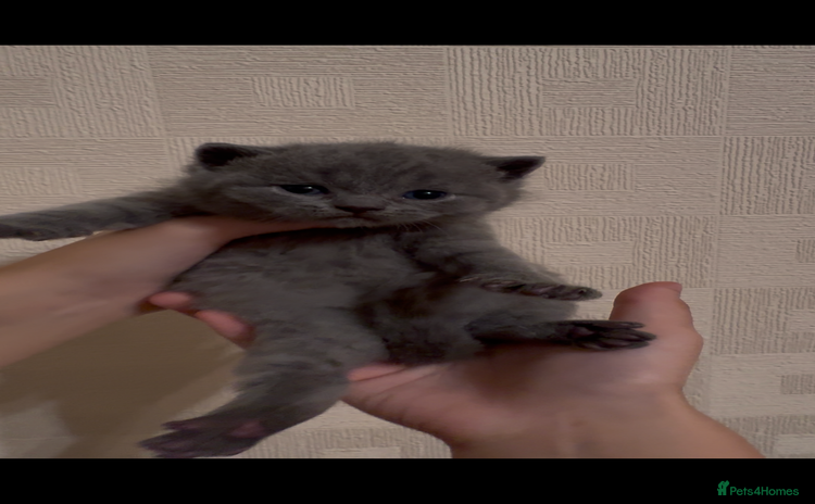 British Shorthair cats - Advert 3