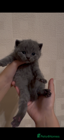 British Shorthair cats - Advert 7