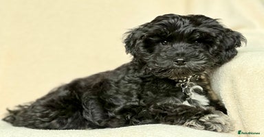 Cockapoo dogs Beautiful girl pup - Advert 10