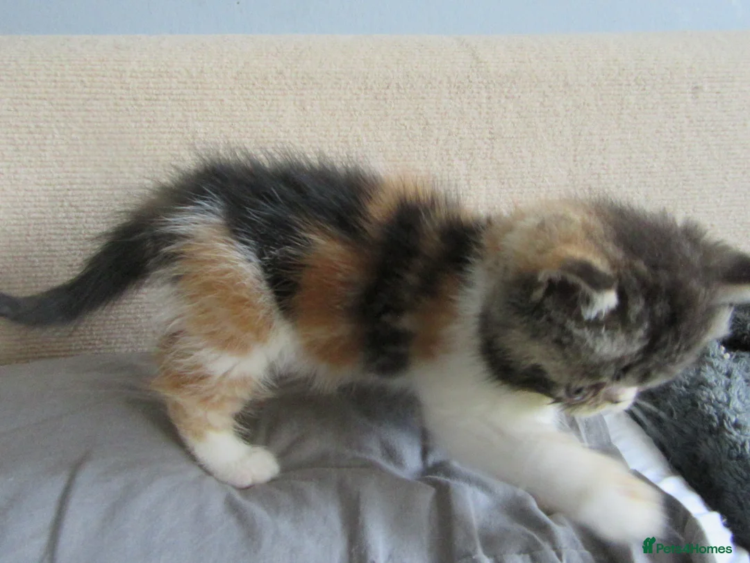 Exotic cats for sale: Super sweet Exotic female kitten READY NOW - Advert 39