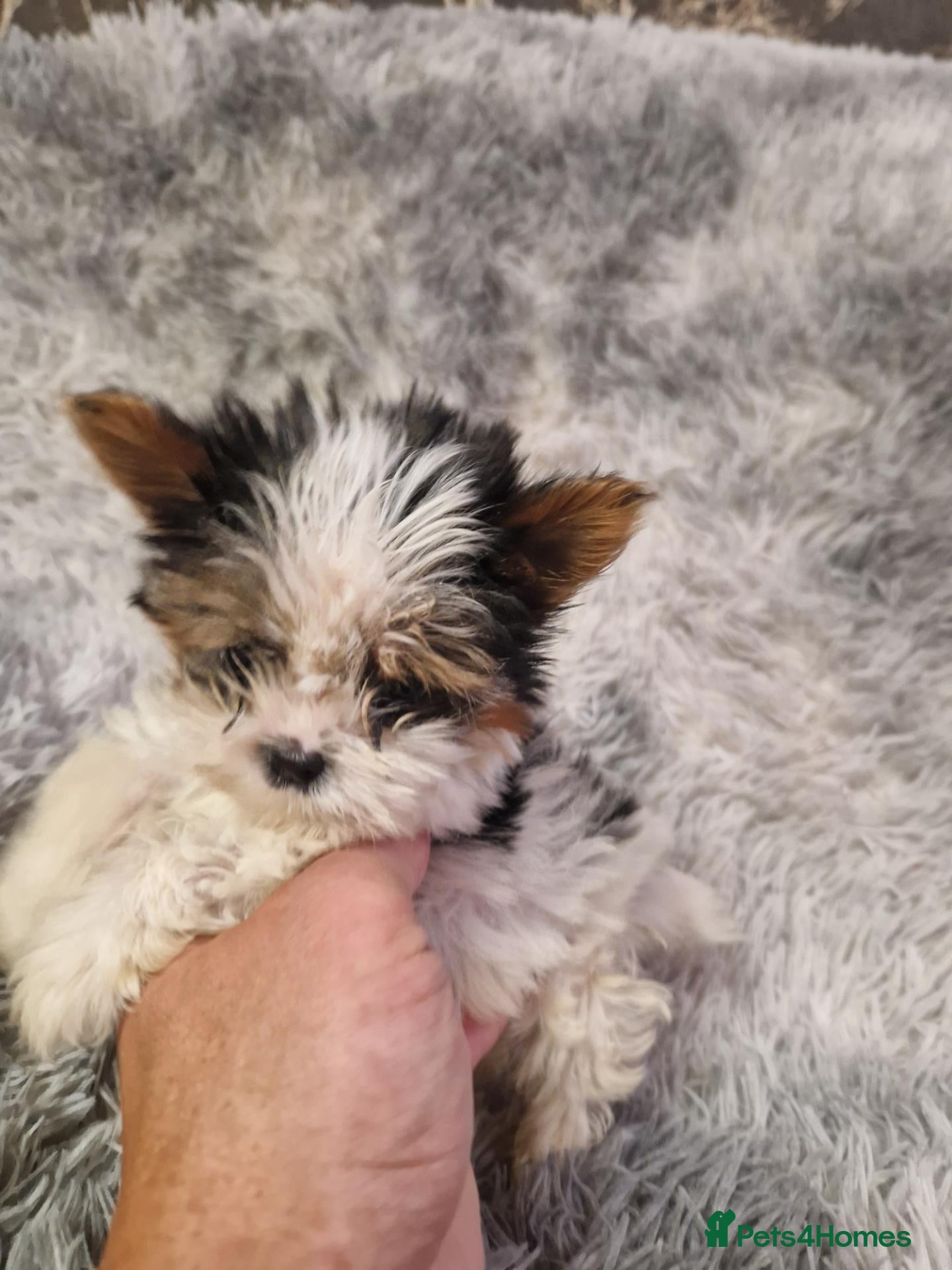 Biewer Terrier dogs Pure Miniature Biewer Terrier Puppies - Advert 11
