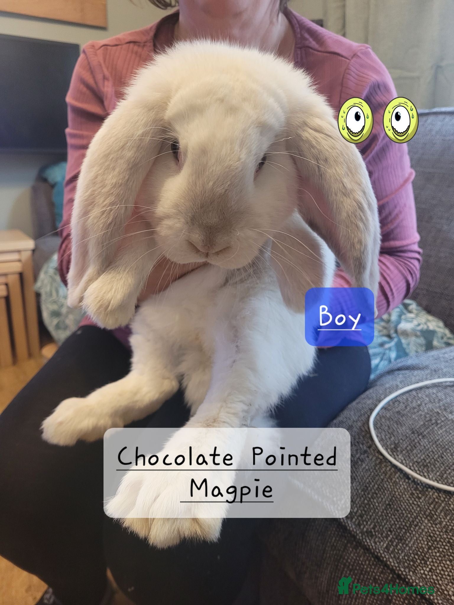 French Lop rabbits for sale: Pure Bred French Lop babies - Advert 1