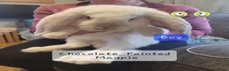 French Lop rabbits for sale: Pure Bred French Lop babies - Advert 1