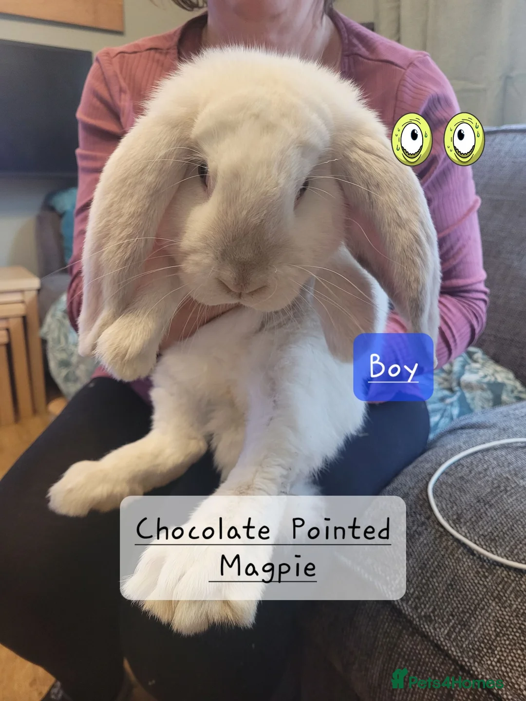 French Lop rabbits for sale: Pure Bred French Lop babies - Advert 1