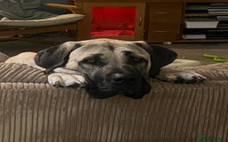 Mixed Breed dogs for sale: Dora the explorer  in Leeds - Image 5